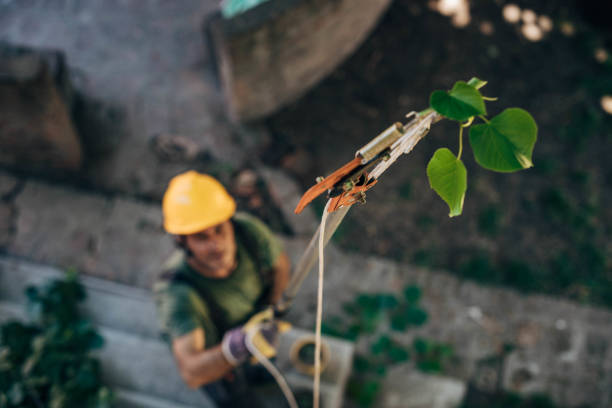 Best Hazardous Tree Removal  in Monte Sereno, CA